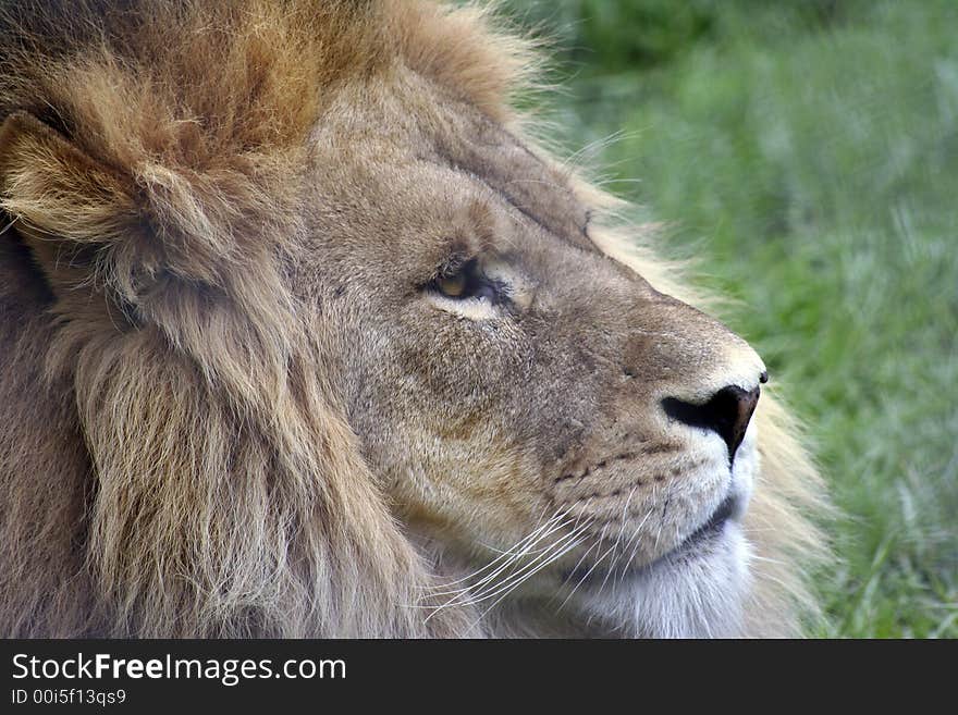 Side profile of a lion