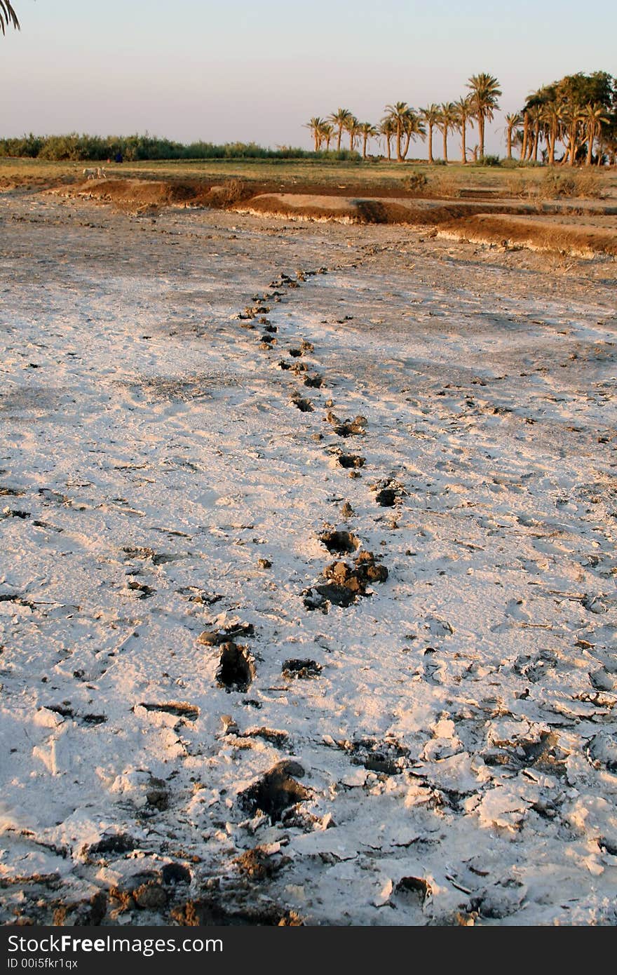 Footsteps on ground covered with salt leading the way to the green area full of palm trees. Footsteps on ground covered with salt leading the way to the green area full of palm trees...