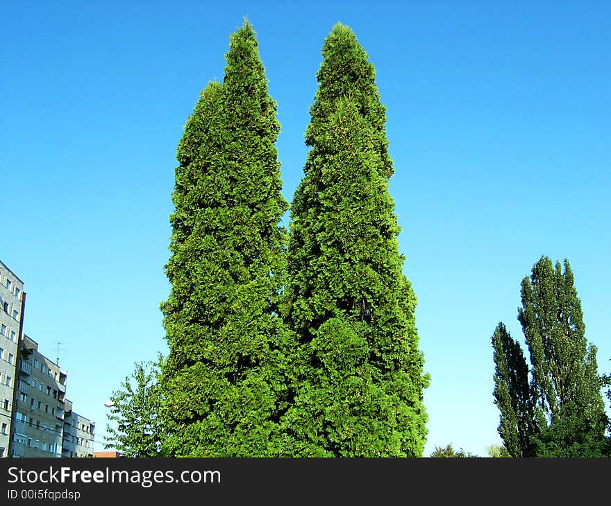 TWIN TOWER TREE