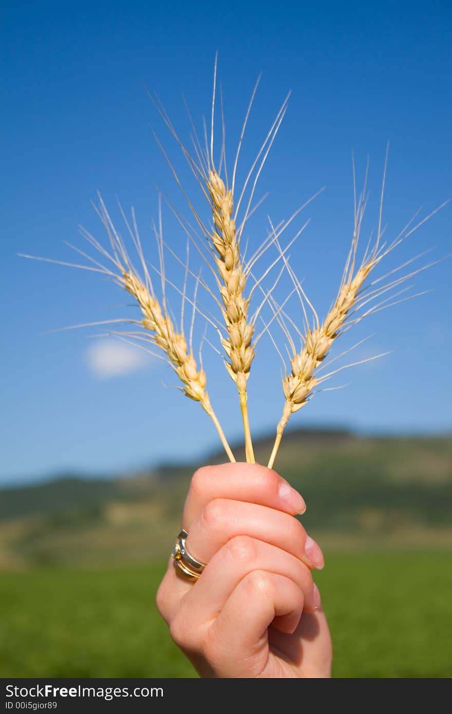 Golden cereals in womans hand