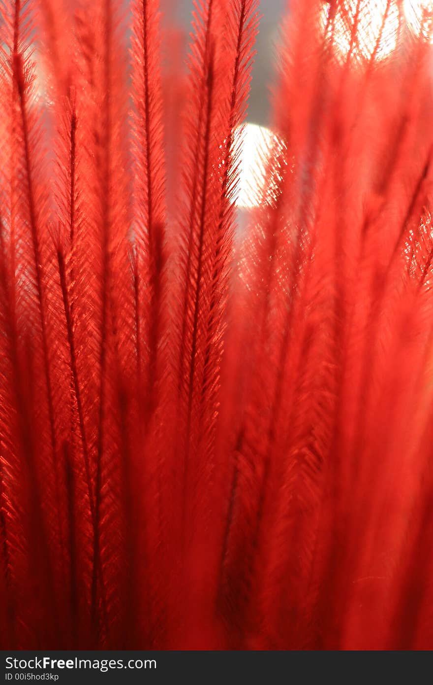 Red Fronds