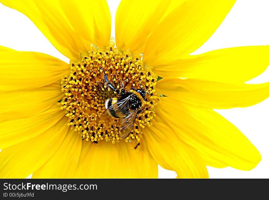 Isolated fresh sunflower with hard working bumblebe. Isolated fresh sunflower with hard working bumblebe