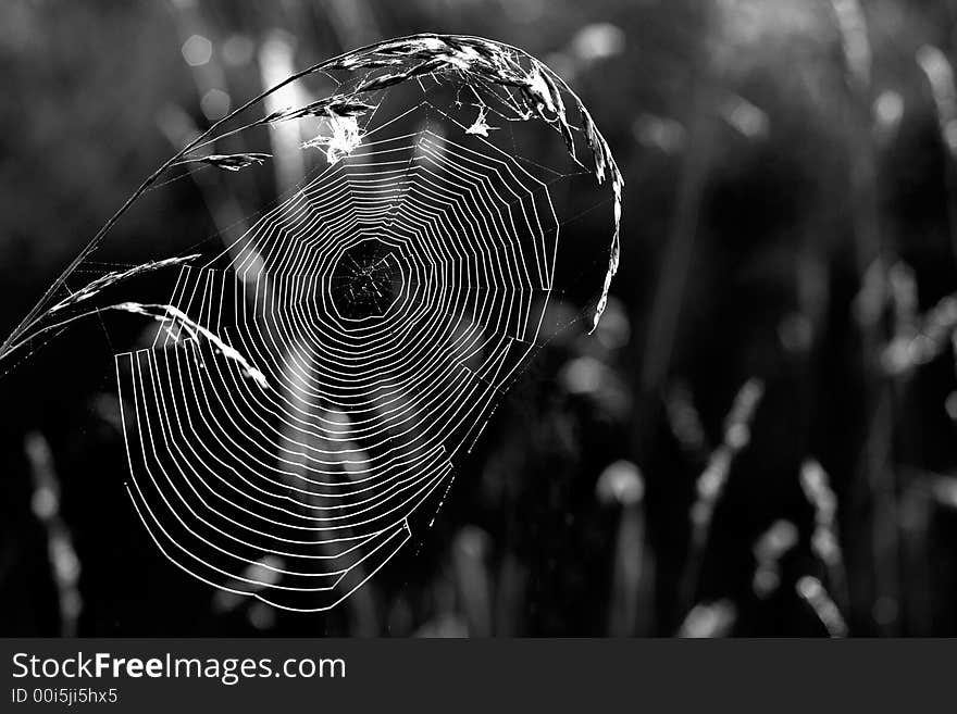 Morning web hanging between two blades. Morning web hanging between two blades