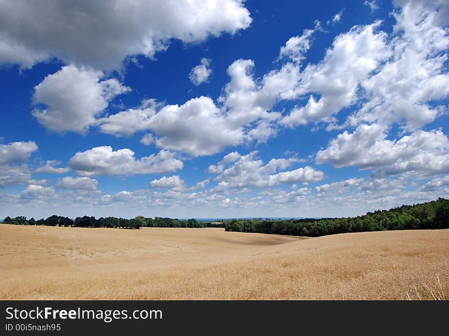 Corn field