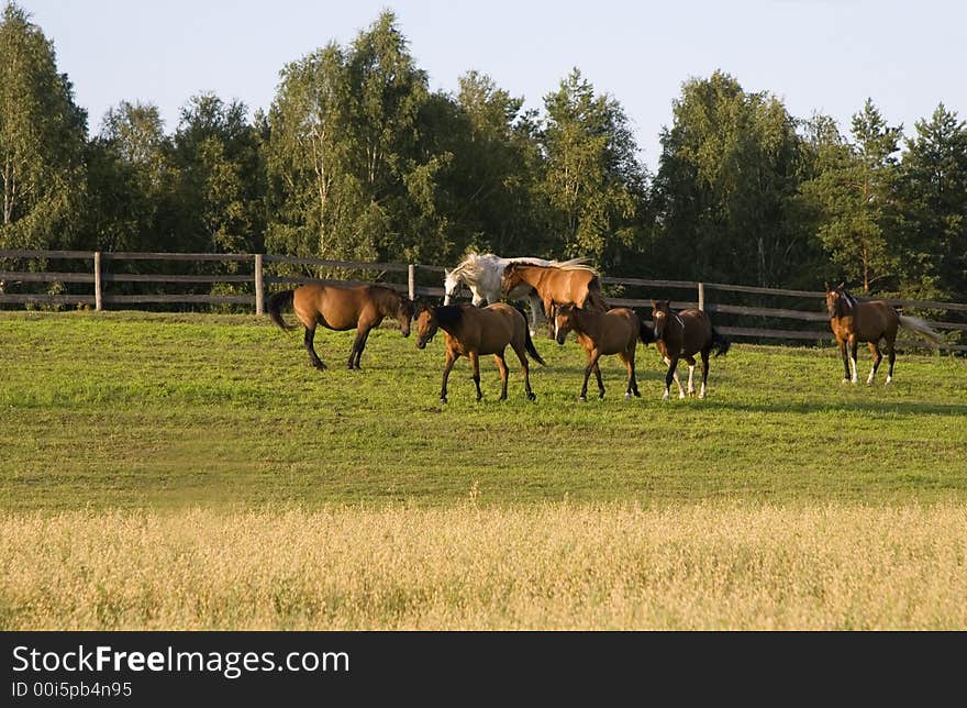 Herd Of Horses