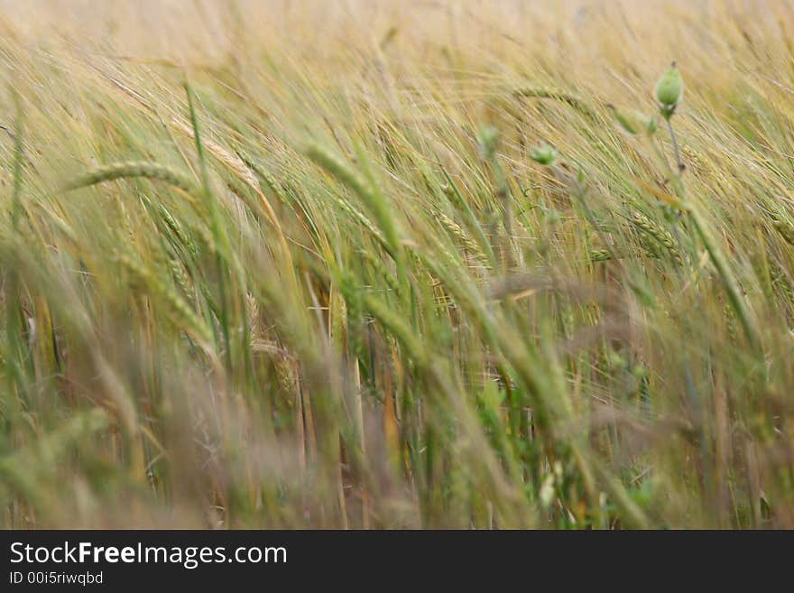 Cereal crop is growing