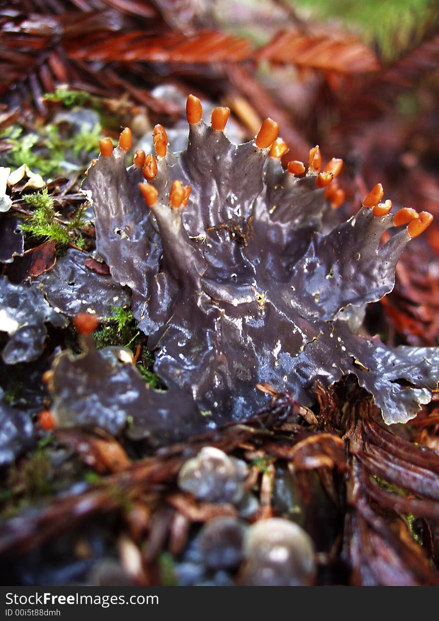 Orange and grey halloween lichen nestled amongst pine needles