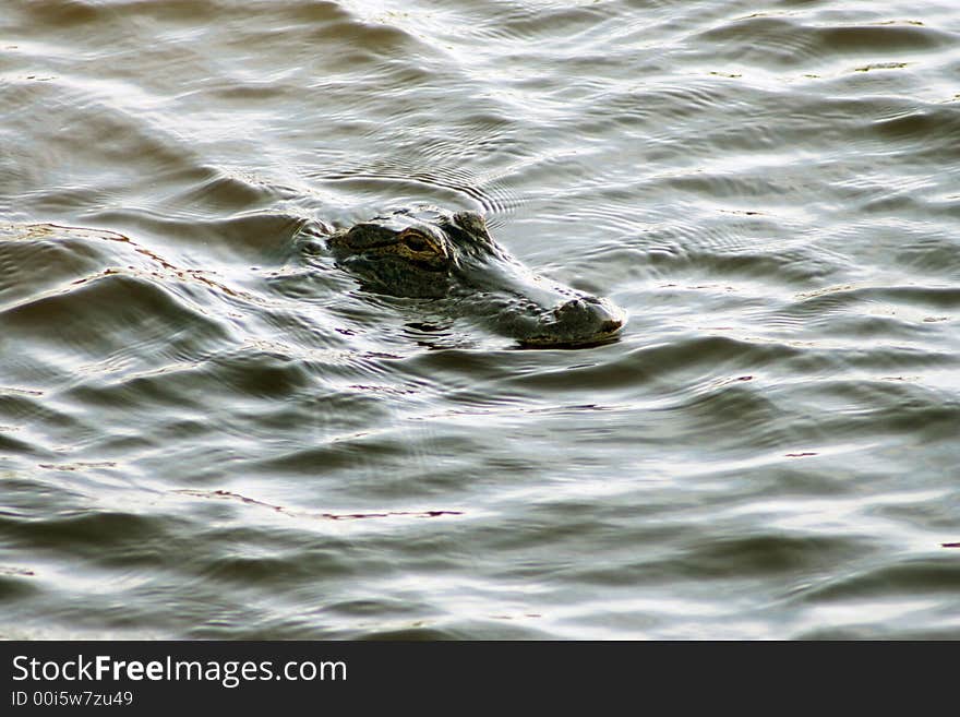 American Alligator in Myakka Park Florida. American Alligator in Myakka Park Florida