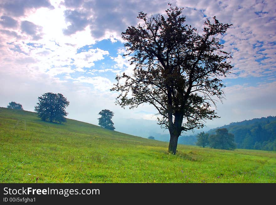 Lonely tree