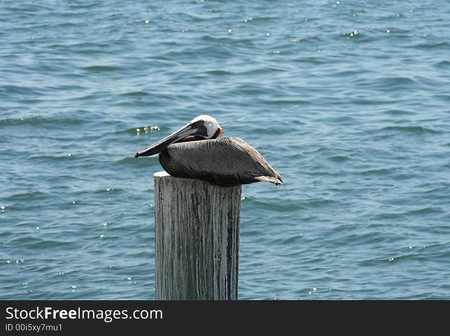 Young brown pelican resting quietly on an old pier support. Young brown pelican resting quietly on an old pier support