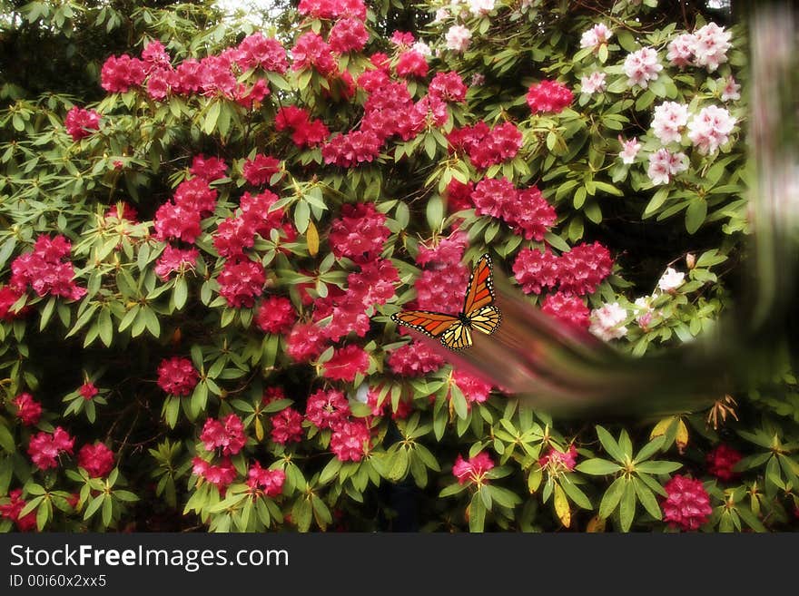 A butterfly on a fly past