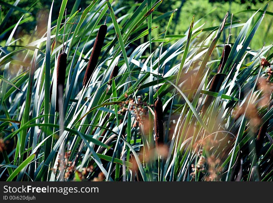 Sunny green reeds swayed by the wind