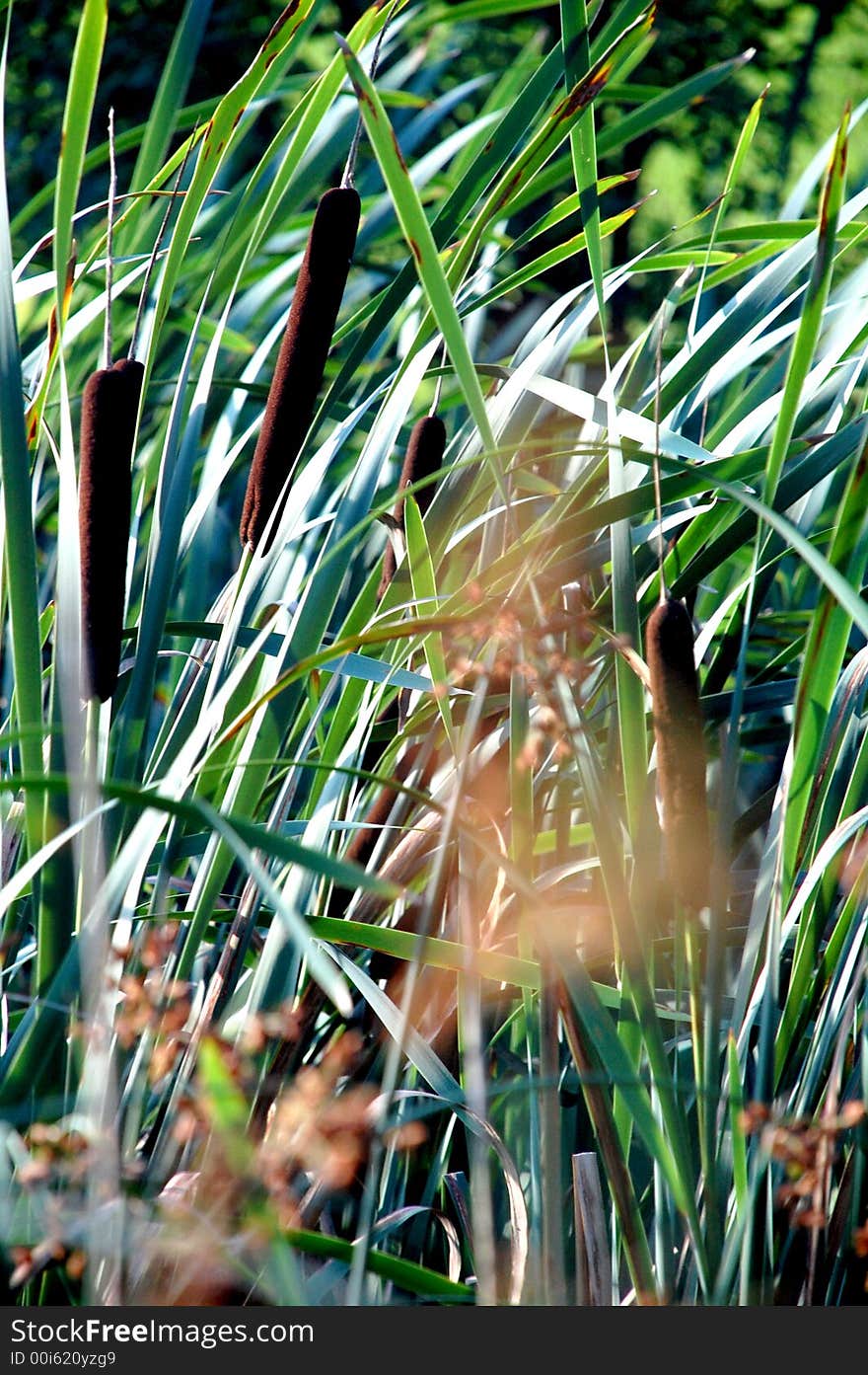 Sunny green reeds swayed by wind