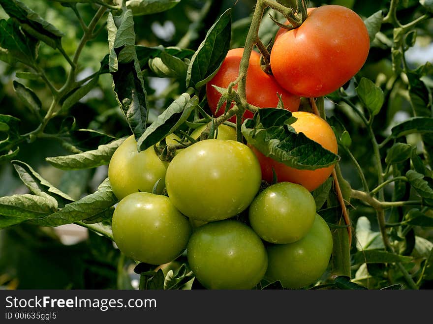 Close-up of tomatoes maturing in polyethylene tunel