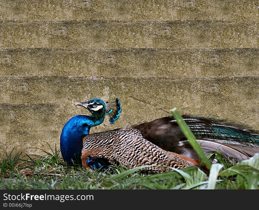 Resting Wild Peacock