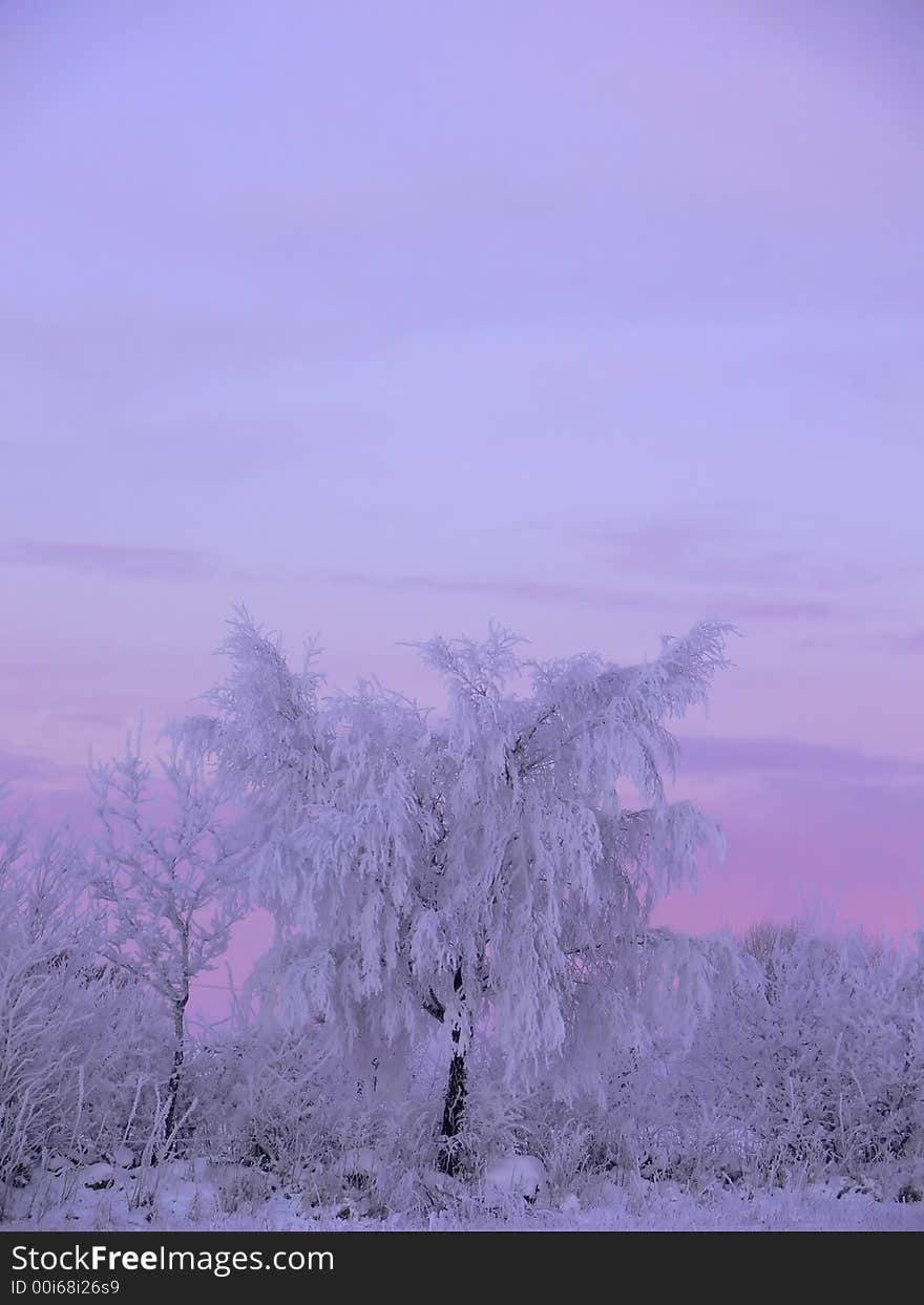 A tree all covered in frost on a cold winters morning. A tree all covered in frost on a cold winters morning