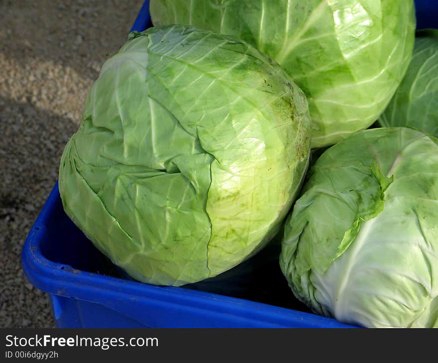 Cabbage harvest