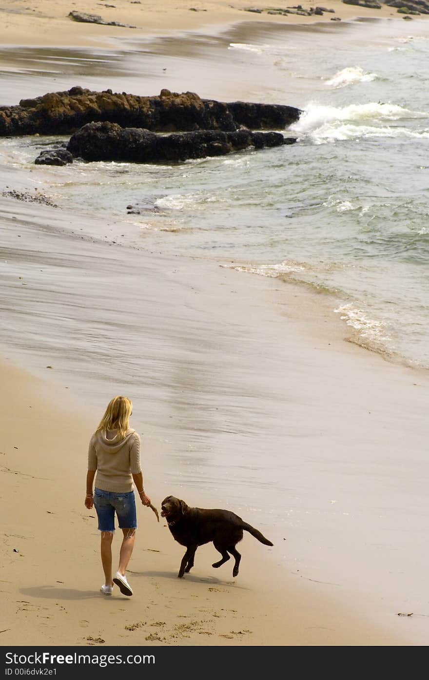 Dog begging the owner to throw the stick. Dog begging the owner to throw the stick.