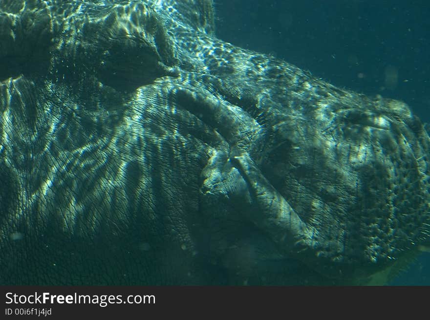 Close-up of a huge hippopotamus under the water. Close-up of a huge hippopotamus under the water