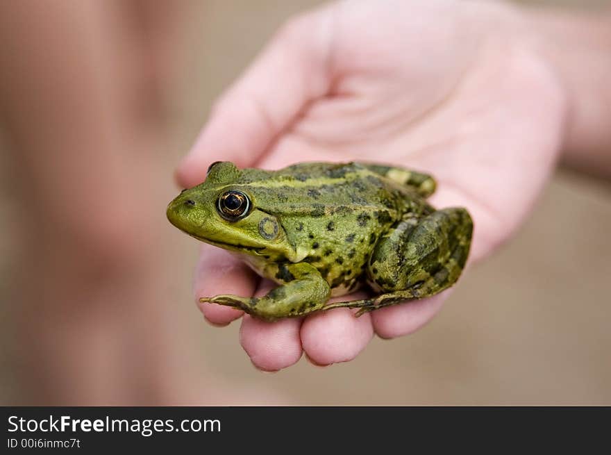 Fairy tale of frog princess. Frog in hands. Fairy tale of frog princess. Frog in hands.