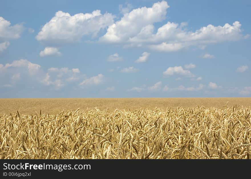 Wheat Field Landscape