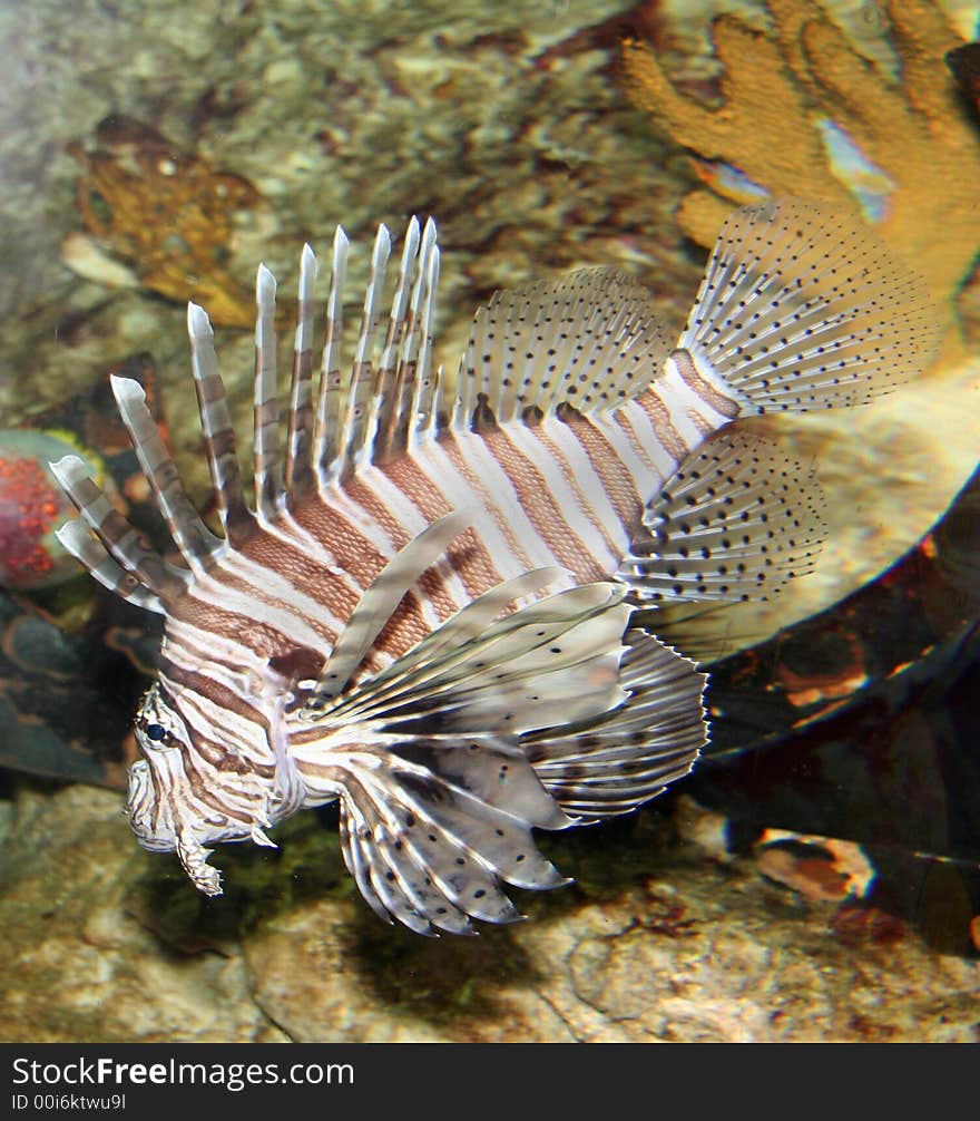 Lionfish Closeup