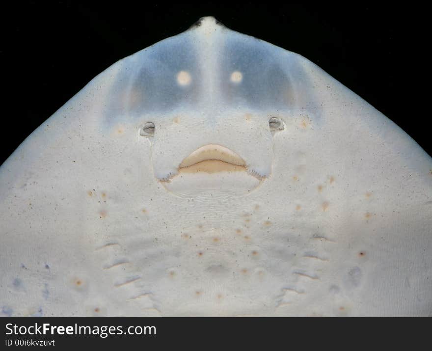 Clear and detailed closeup of the underside of a stingray, showing mouth, gills and electroreceptors. Also a great alien-looking image. Clear and detailed closeup of the underside of a stingray, showing mouth, gills and electroreceptors. Also a great alien-looking image