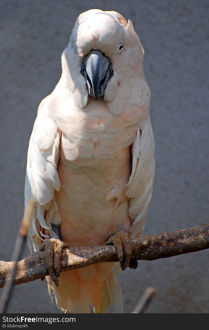 White parrot on the tree