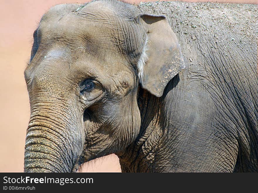 Adult indian elephant close up. Adult indian elephant close up