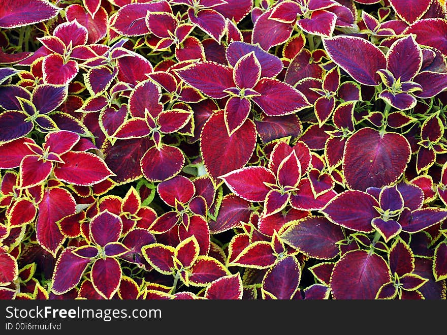 Purple and red leaves background