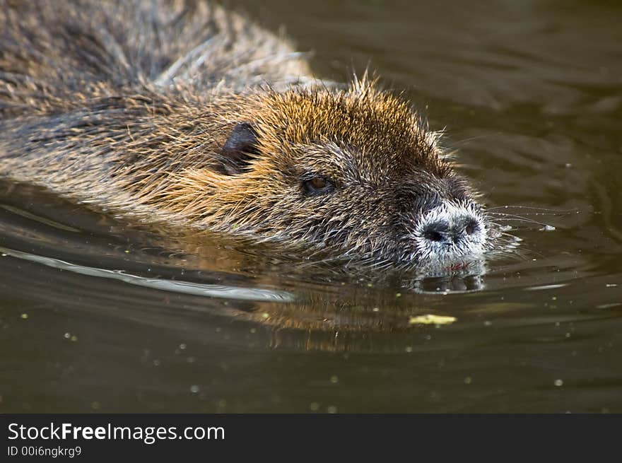 Closeup of a coypu, also named  nutria native to South America. Closeup of a coypu, also named  nutria native to South America