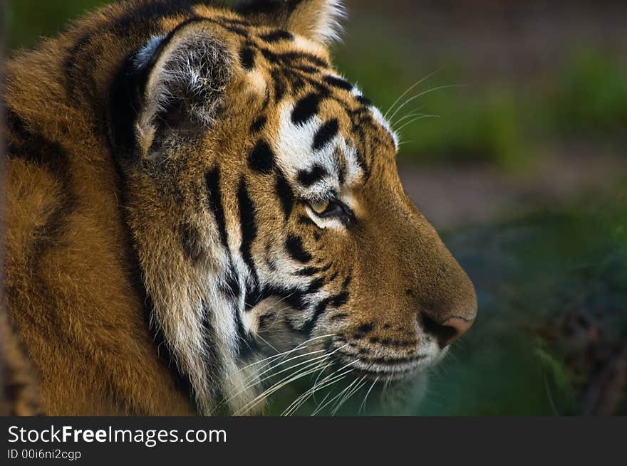 Close-up of a beautiful tiger