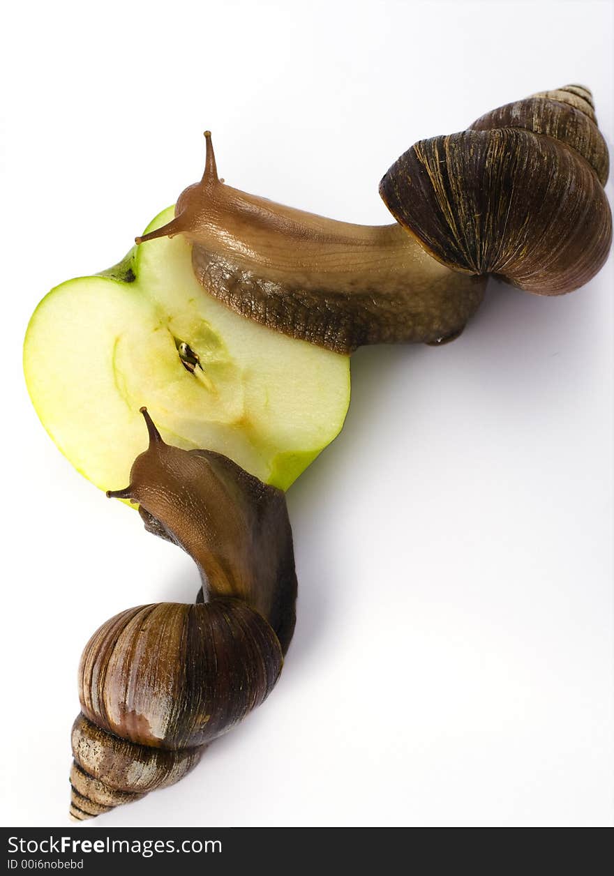 Two big achatina snails eats a big green apple in front of a white background. Two big achatina snails eats a big green apple in front of a white background.