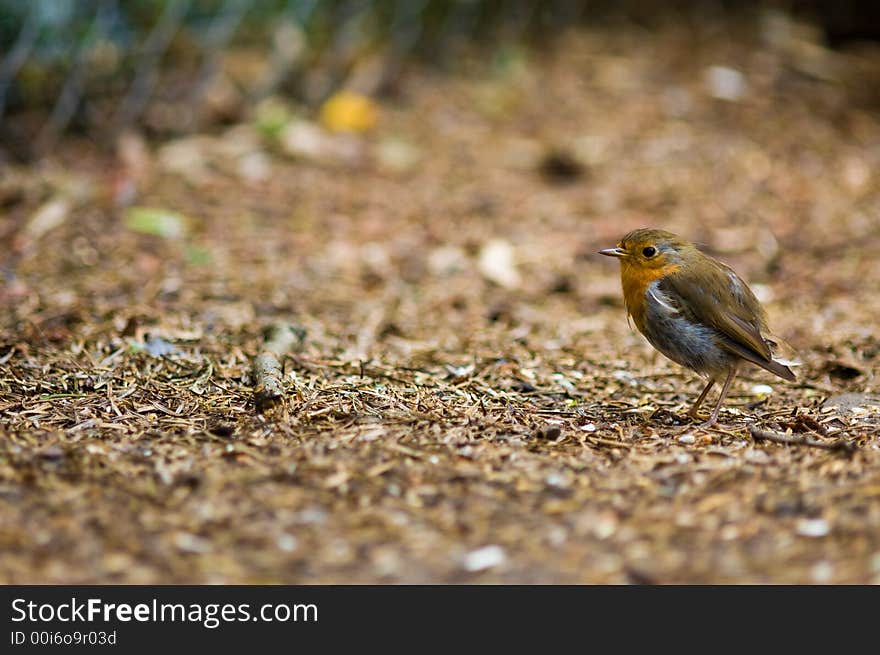 A robin redbreast