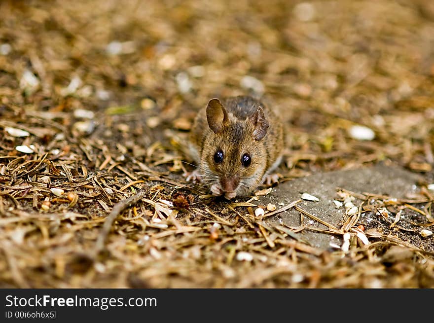 A mouse on the forest floor