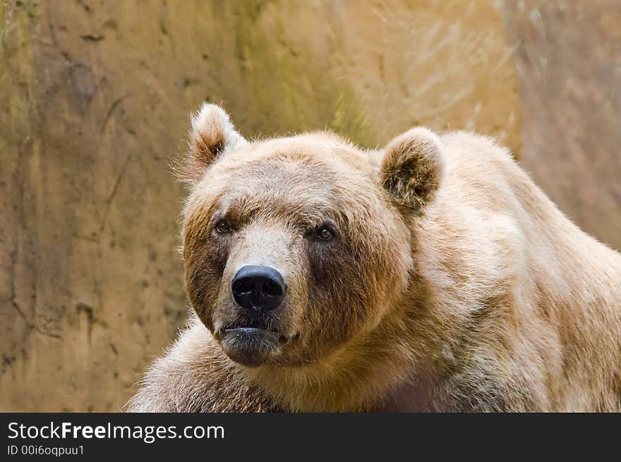 Brown Bear