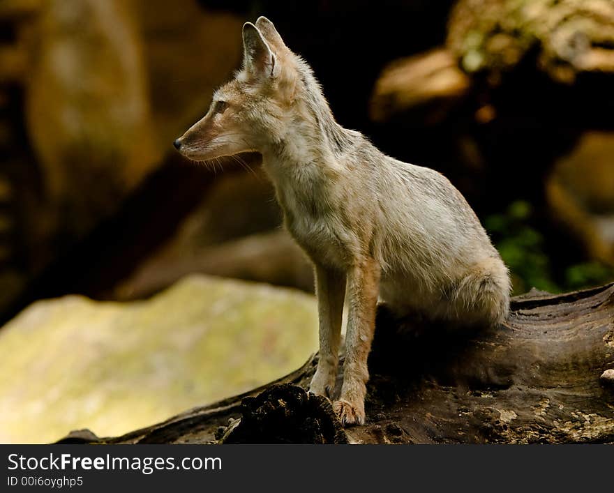 Portrait of a beautiful corsac fox