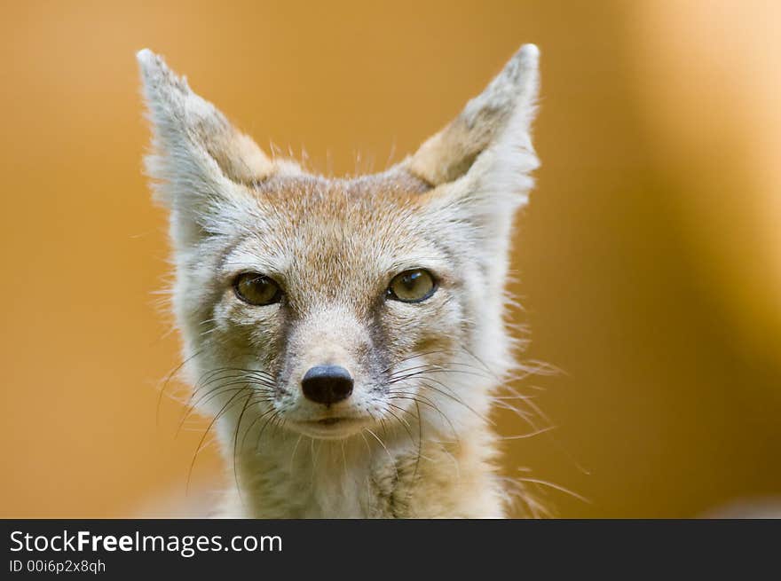 Portrait of a beautiful corsac fox