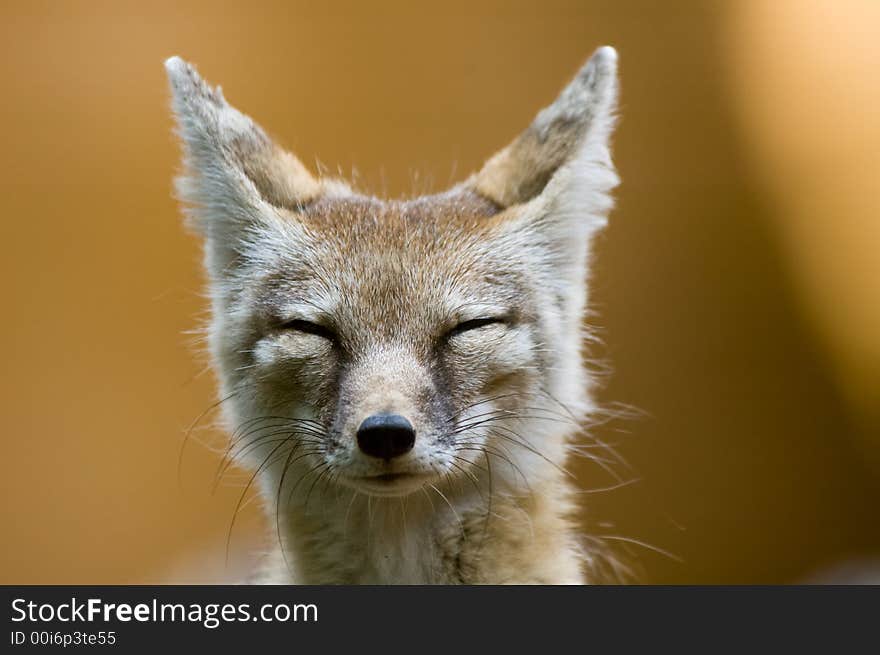 Portrait of a beautiful corsac fox