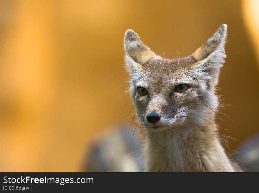 Portrait of a beautiful corsac fox