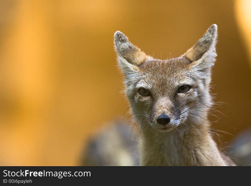 Portrait of a beautiful corsac fox