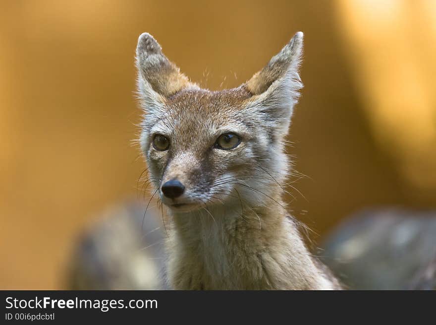 Portrait of a beautiful corsac fox