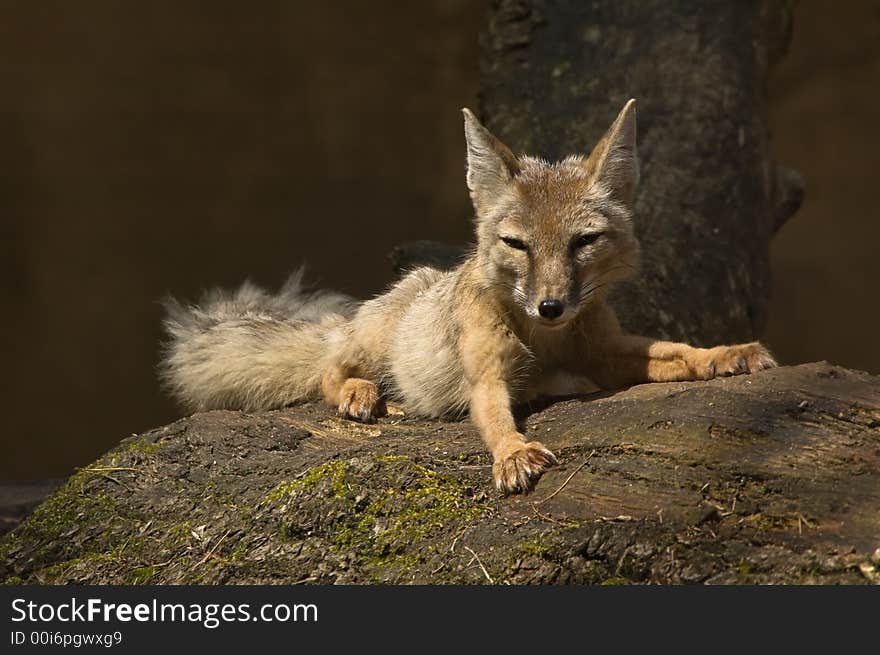 Portrait of a beautiful corsac fox