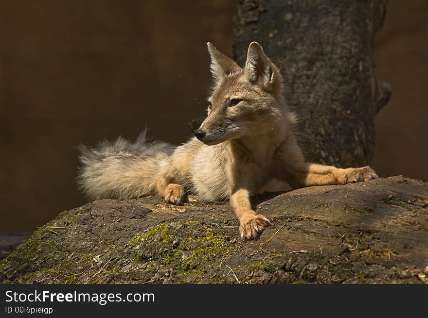 Portrait of a beautiful corsac fox