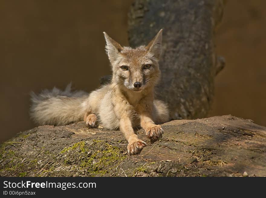 Portrait of a beautiful corsac fox