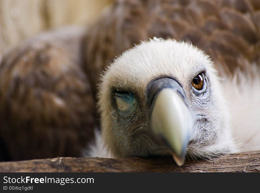 Funny looking vulture