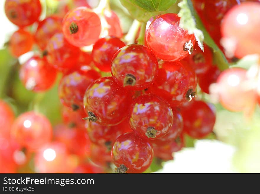 Red currant berries in the garden