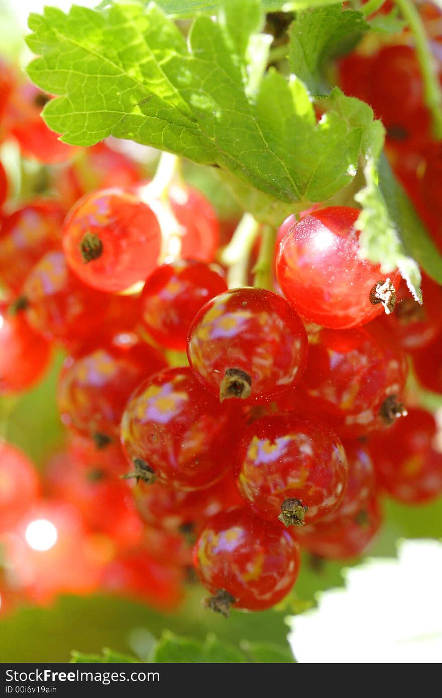 Red currant berries in the garden