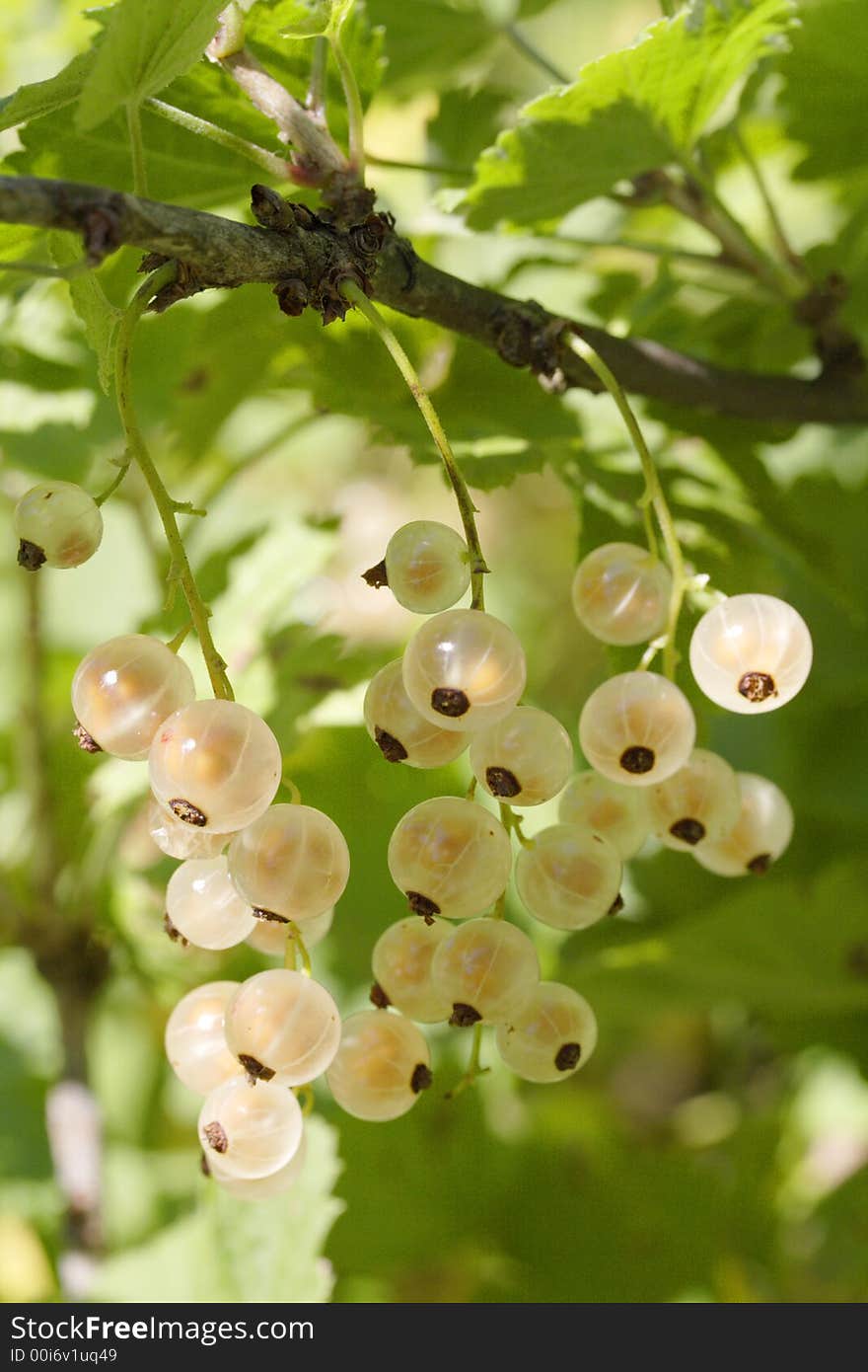 Yellow currant berries in the garden