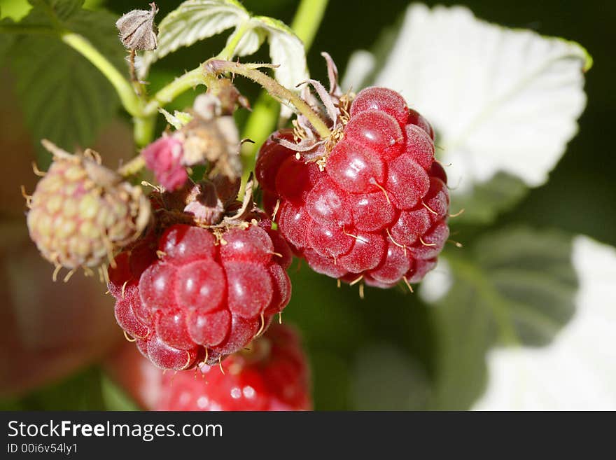 Some raspberries in the garden. Some raspberries in the garden